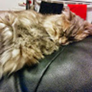 Meet your Posher, Sheila